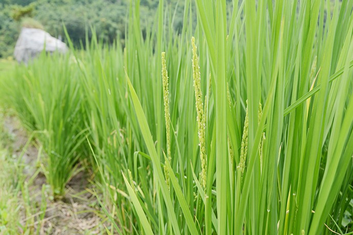 tDSC_4512