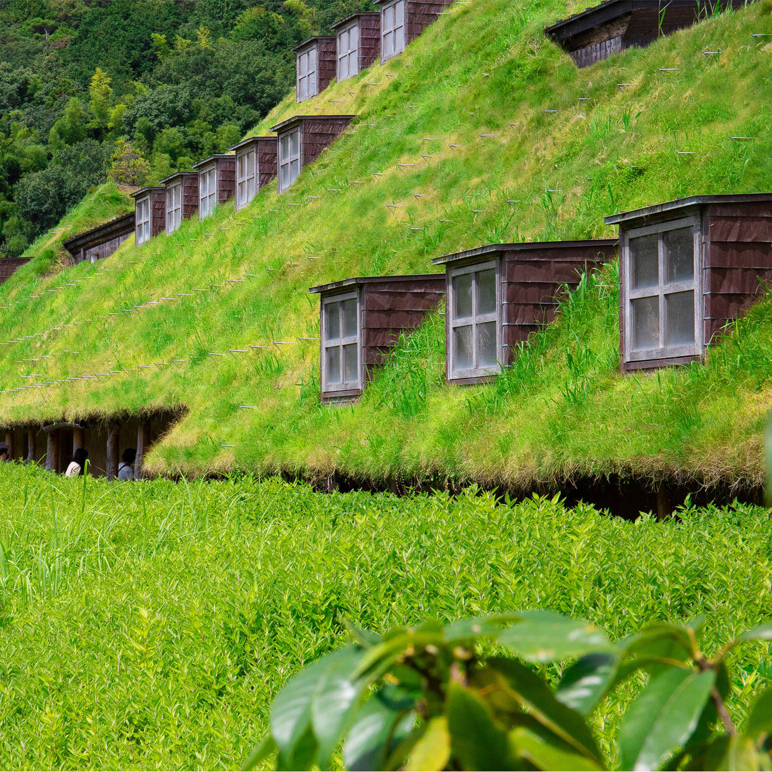 たねやの二十四節気：草屋根
