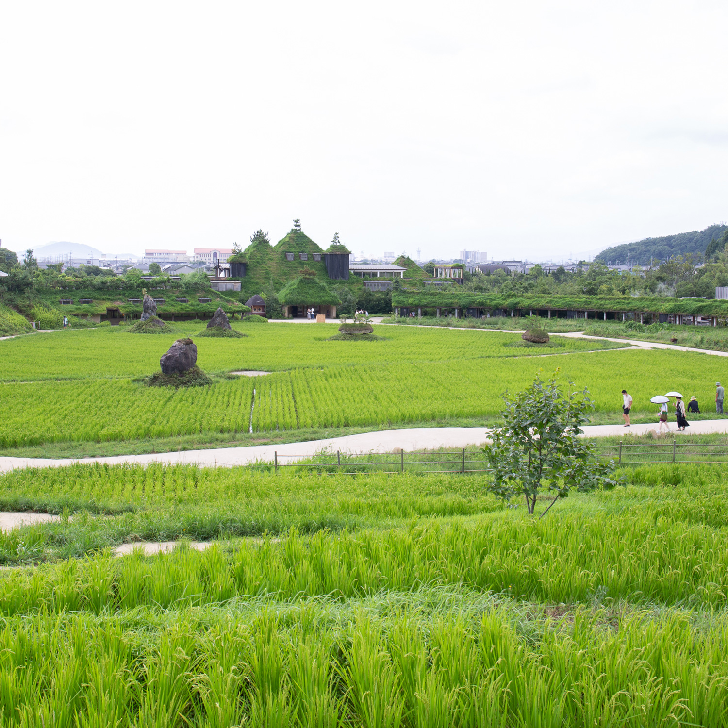 田んぼ