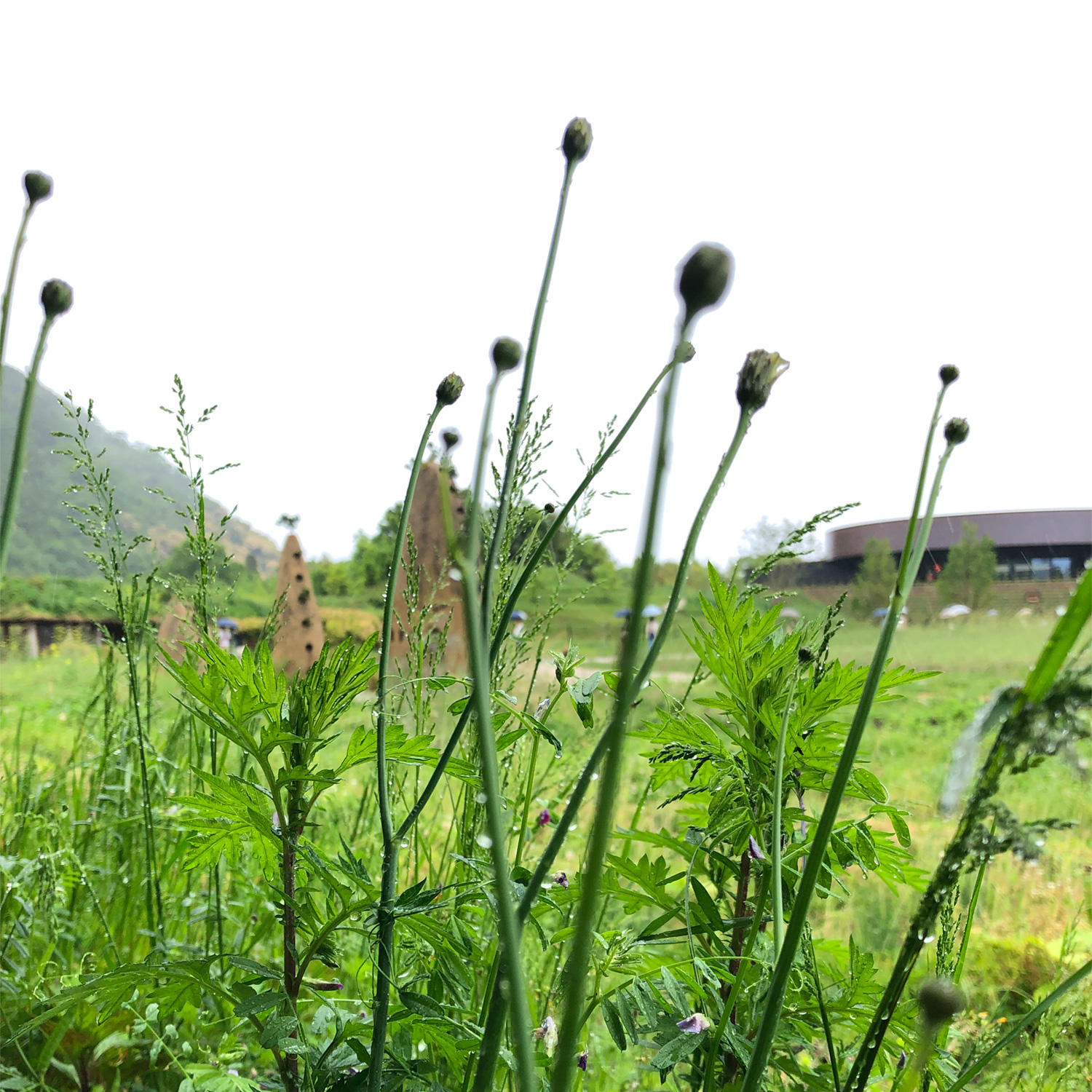 土塔