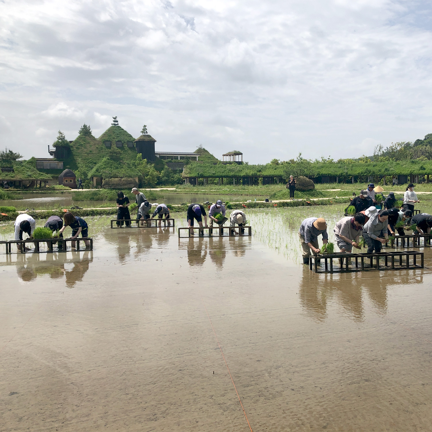 田植え