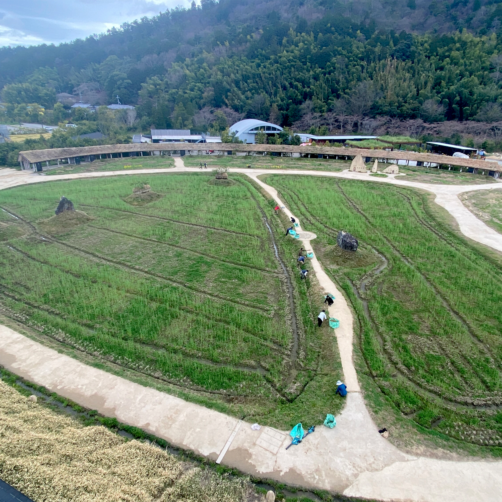 田んぼ