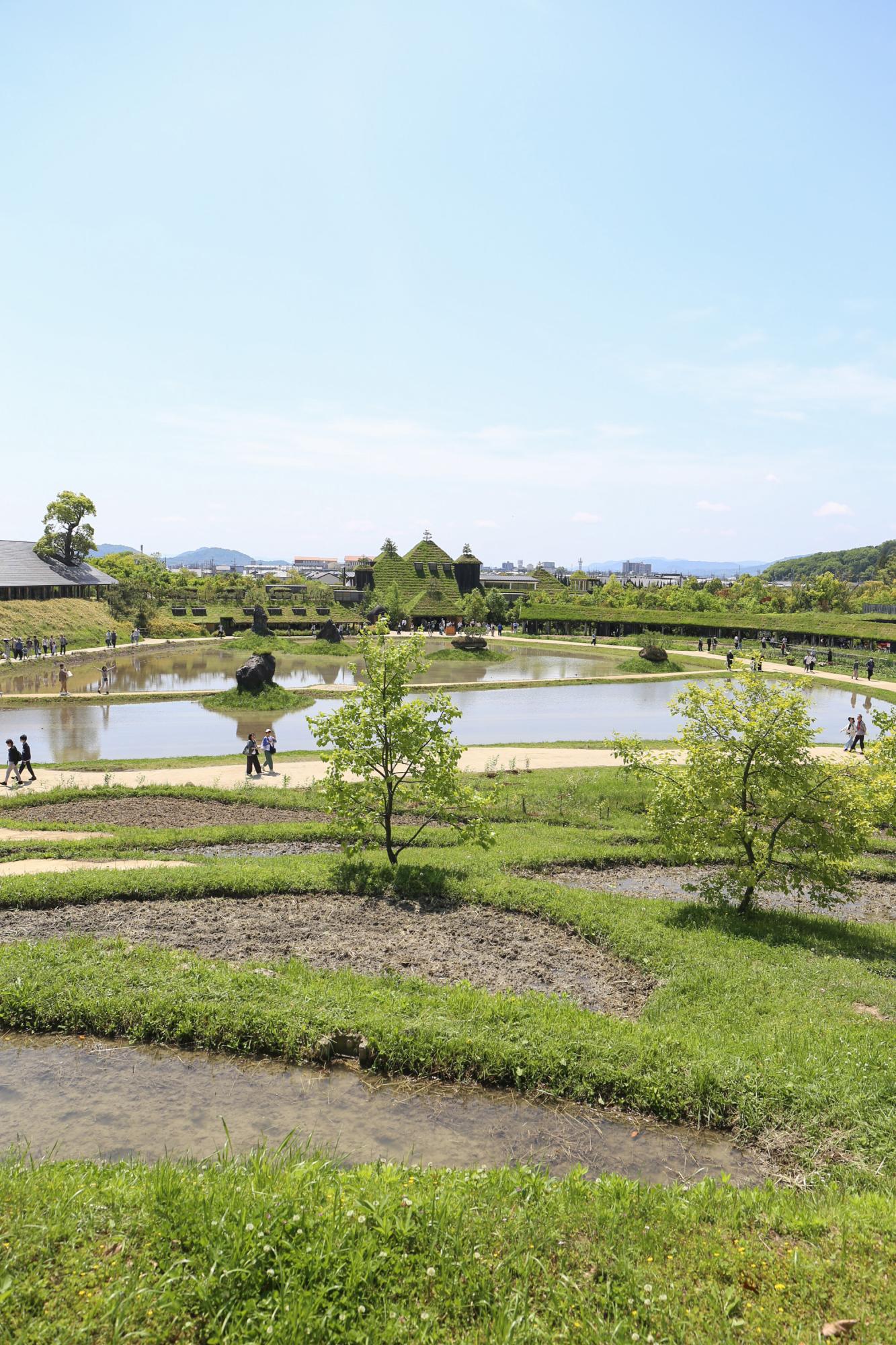 棚田