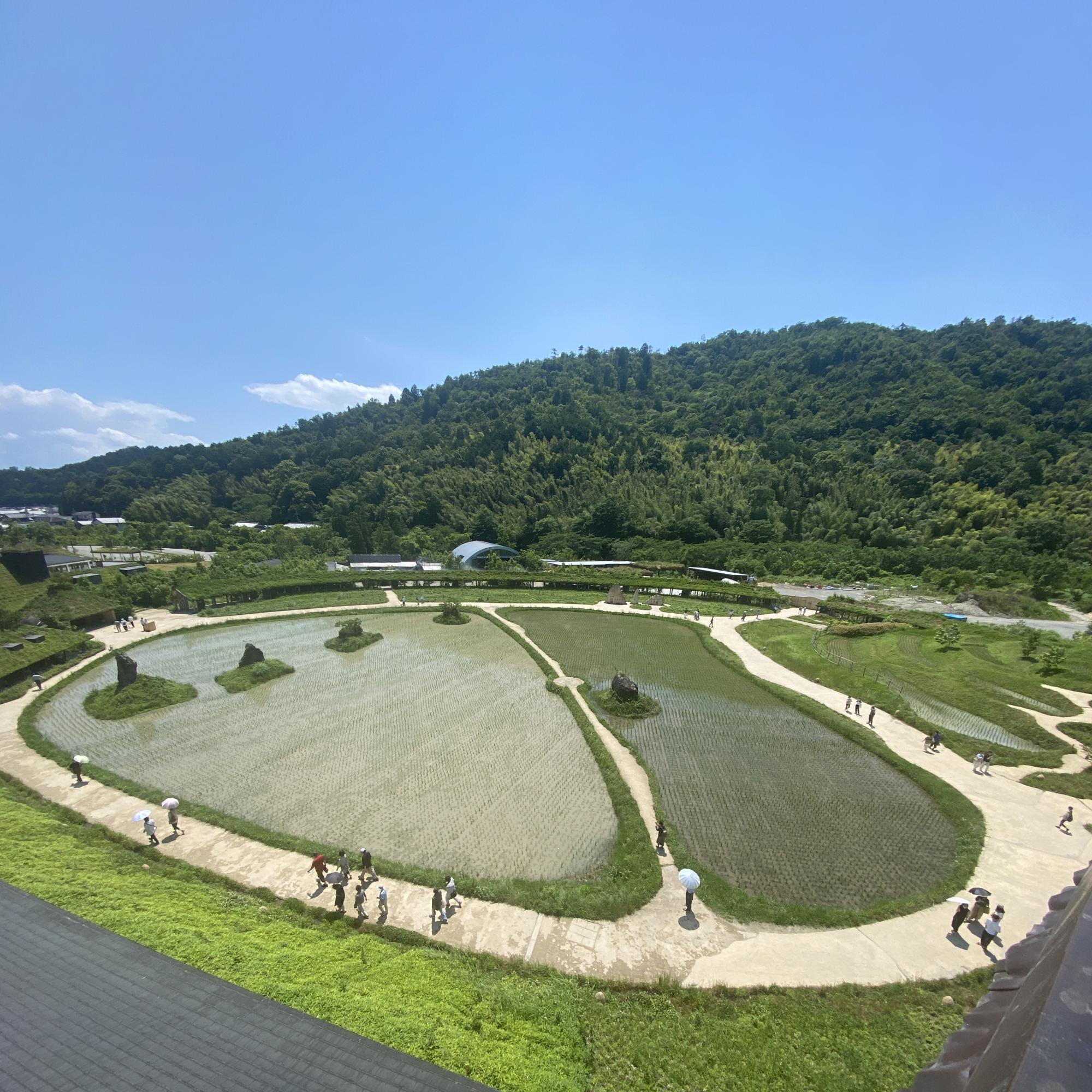 田んぼ
