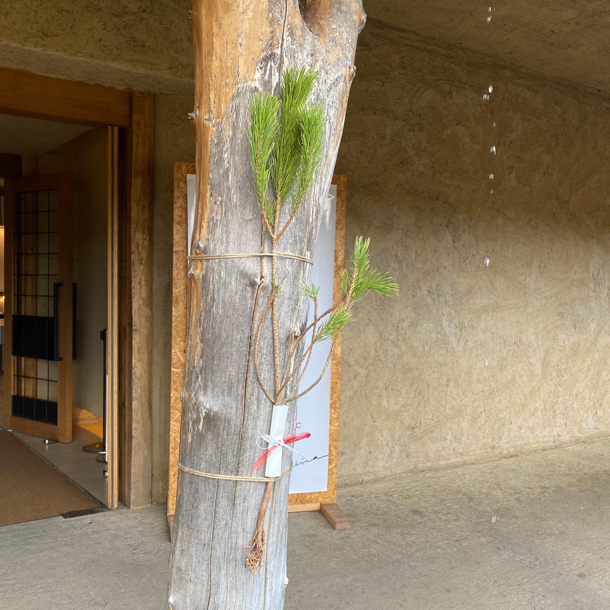 メインショップ前の根引き松