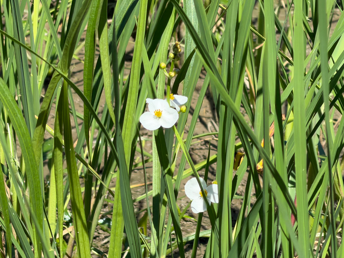 田んぼに咲いた花