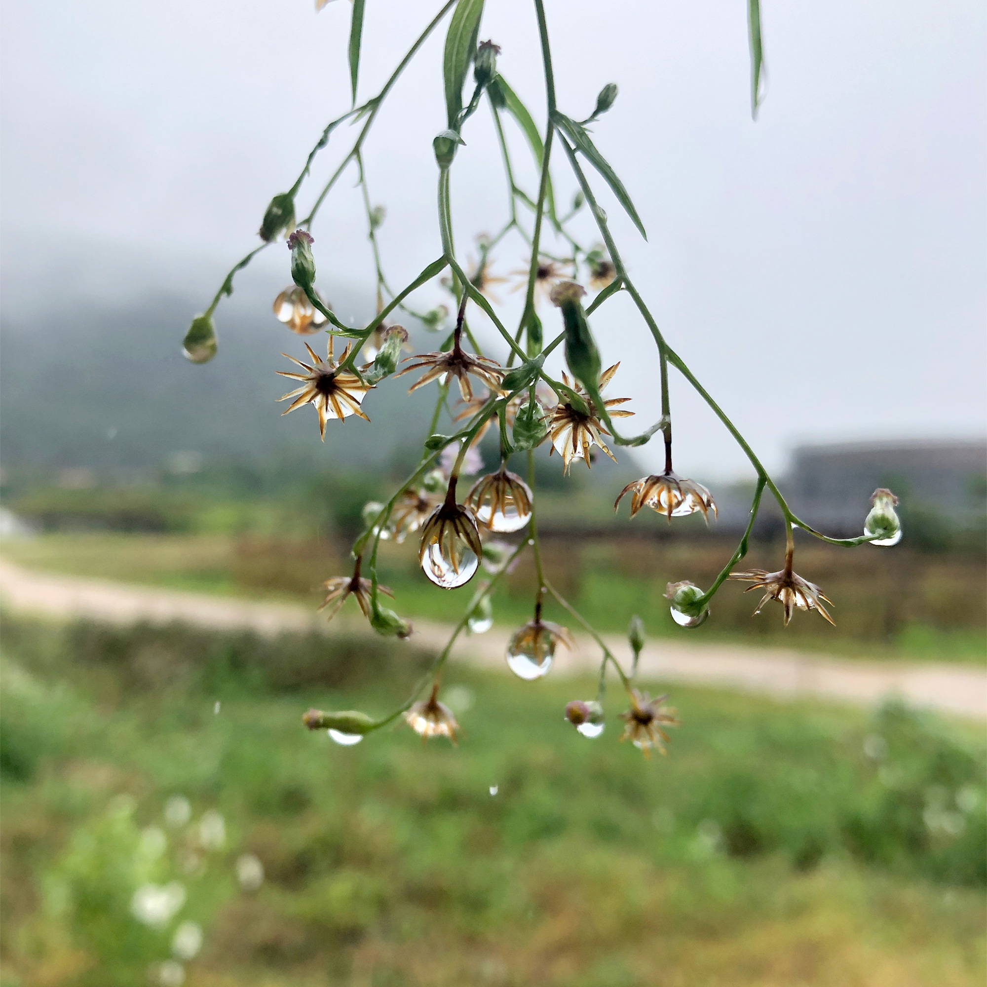 雨の日の回廊