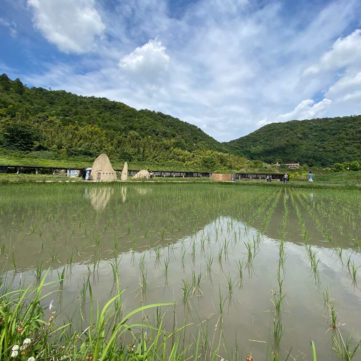 青田風