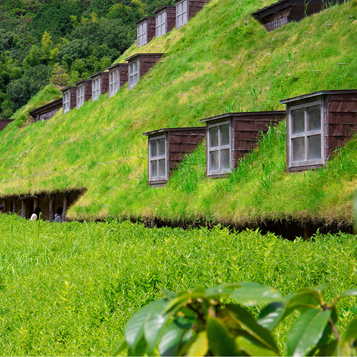 草屋根